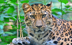 Amur-Leopard_1.jpg